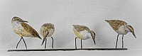 Groupe de bécasseaux variables